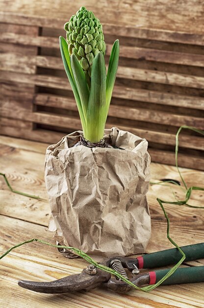 blossoming spring flower hyacinth and garden scissors