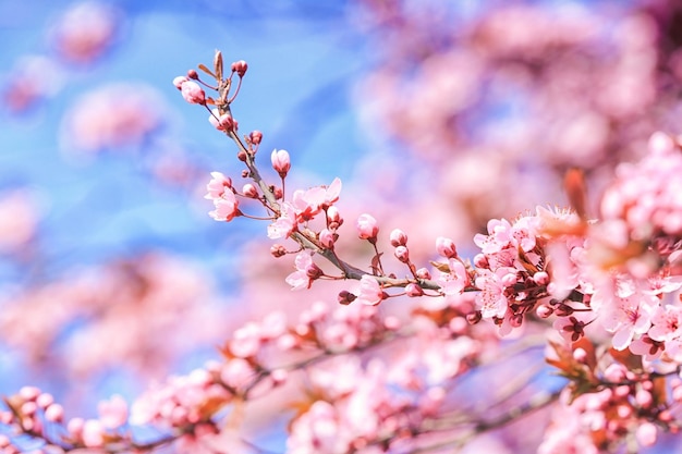 Blossoming spring tree closeup