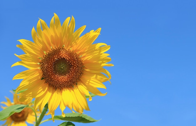 Girasole in fiore contro il cielo blu vivido