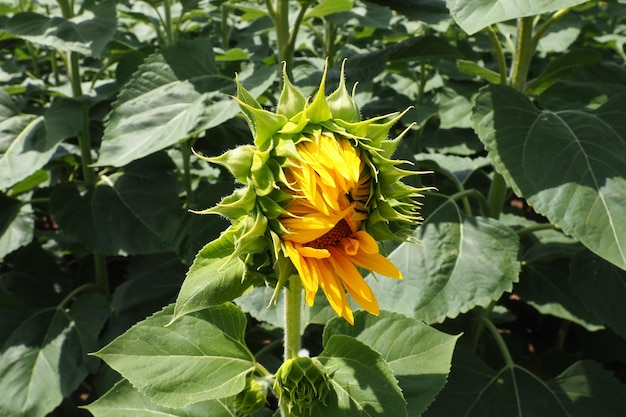 A blossoming sunflower bud Protection of plants from diseases and pests Helianthus sunflower Asteraceae Annual sunflower or tuberous sunflower Agricultural field Blooming bud Furry leaves