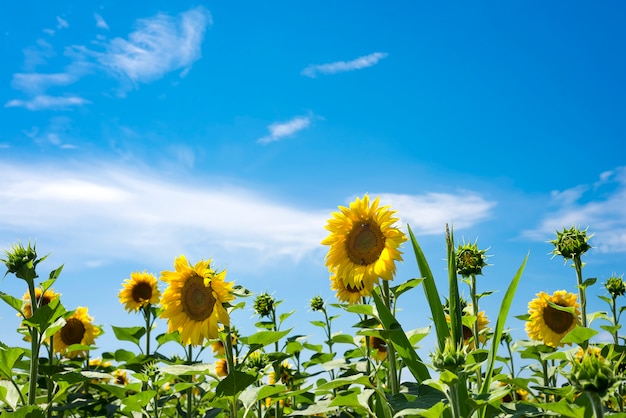 写真 花畑の花が咲くヒマワリ花。ひまわりの空への魅力的な風景。