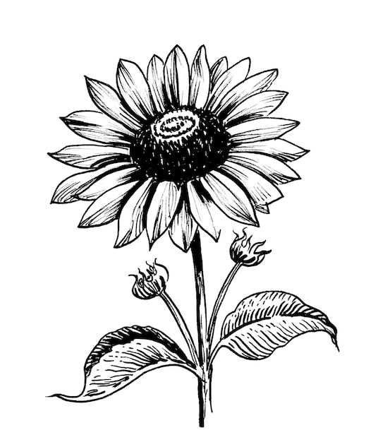 Blossoming sunflower Handdrawn ink on paper black and white drawing