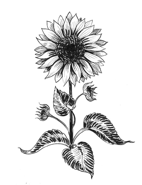 Blossoming sunflower. Ink black and white drawing