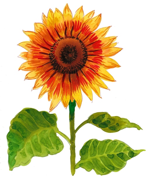 Blossoming sunflower on white background. Watercolor painting