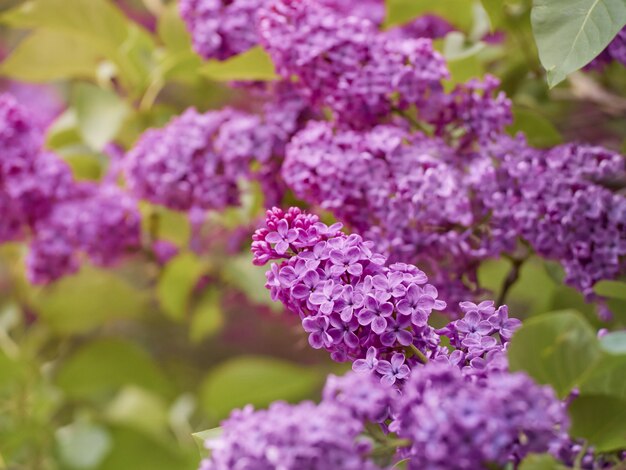 Цветущая Syringa vulgaris.