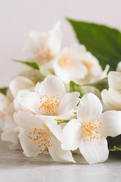 Blossoming tender jasmine white flower