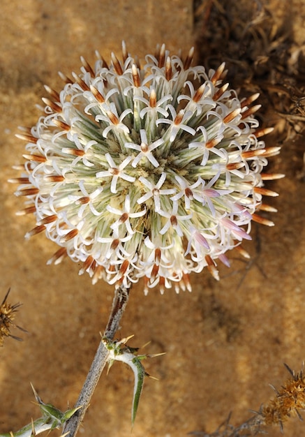 Photo blossoming thorn in israel