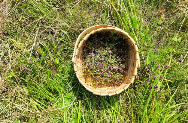 Цветущий тимьян в корзине на лугу в солнечный день. Растения Thymus serpyllum для травяного чая.