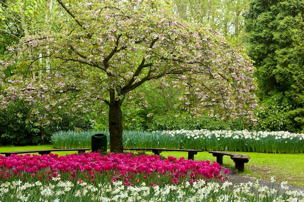 Blossoming tree and blooming flowers in dutch garden 'Keukenhof', Holland