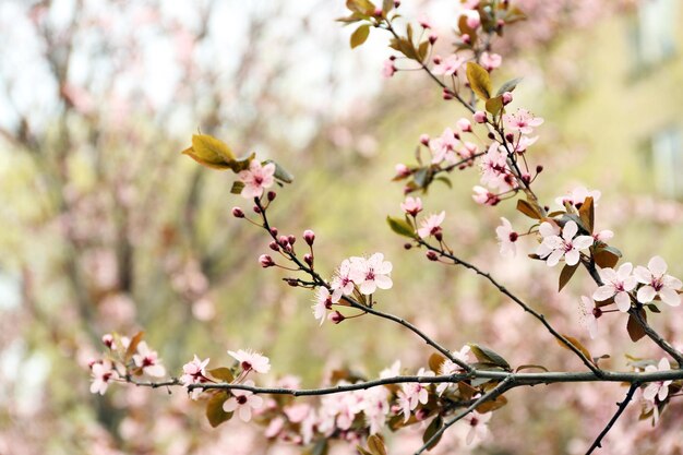 春の日の開花木の枝