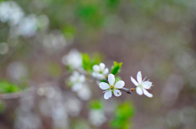 blossoming tree brunch with white flowers on bokeh