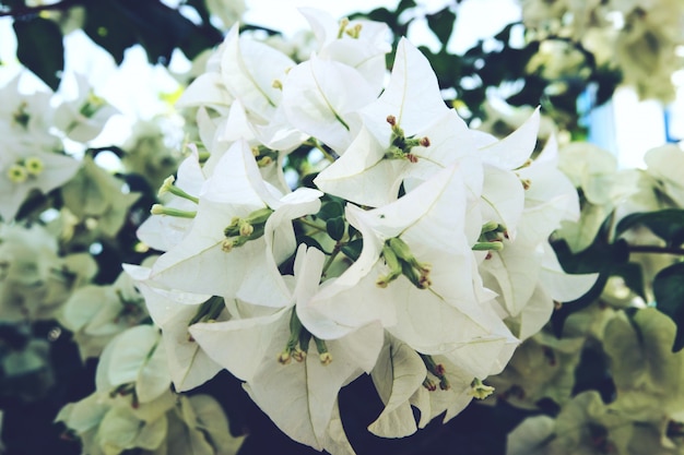 Blossoming tree brunch with white flowers