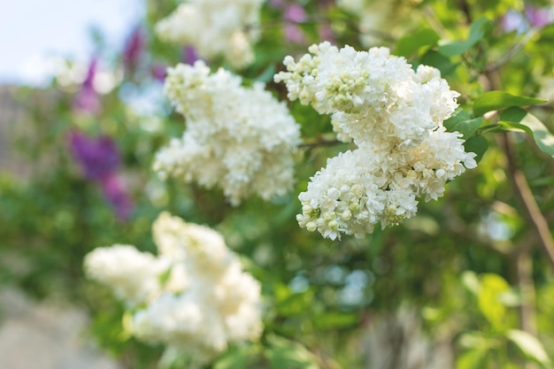 Blossoming tree lilac in spring closeup Beautiful panoramic image tinted