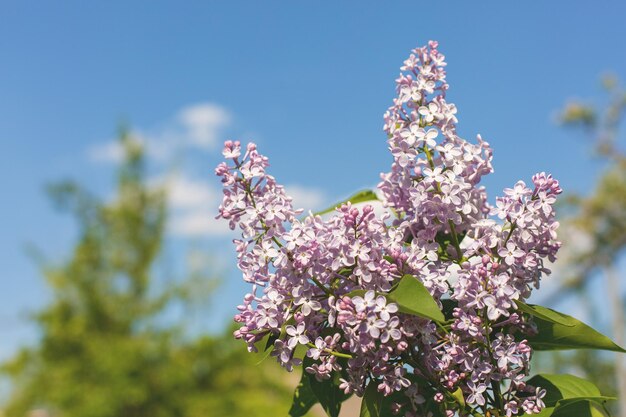 Blossoming tree lilac in spring closeup Beautiful panoramic image tinted