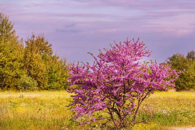 Blossoming tree in the Spring