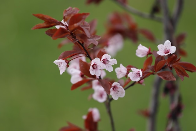 Photo blossoming tree twig