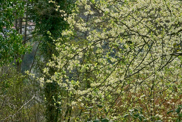 Blossoming tree with white flowers