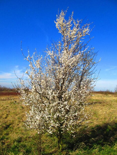 Blossoming tree