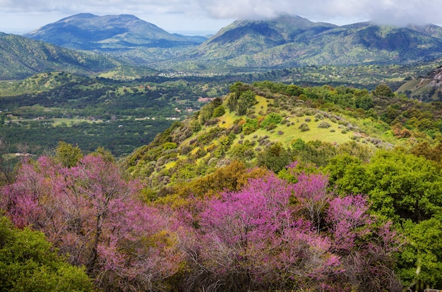 Blossoming trees and green hills in spring season