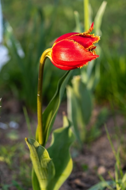 Цветущий тюльпан в летнем саду при естественном освещении