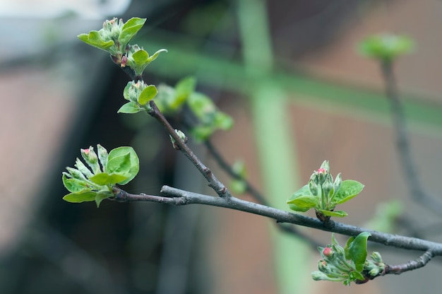 Blossoming twig of apple-tree.