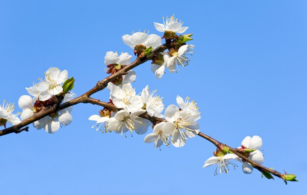 Blossoming twig of cherry-tree (on blossom tree and sky surface)