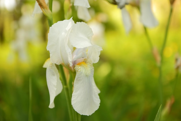 春の庭に咲く白いアイリスぼやけた背景にアイリスの花