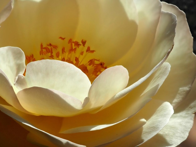 Blossoming white rose flower Closeup Petals and stamens of a white bud