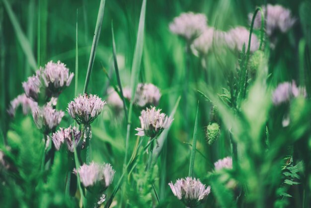 庭の花の自然な夏の背景に野生のニンニクの開花