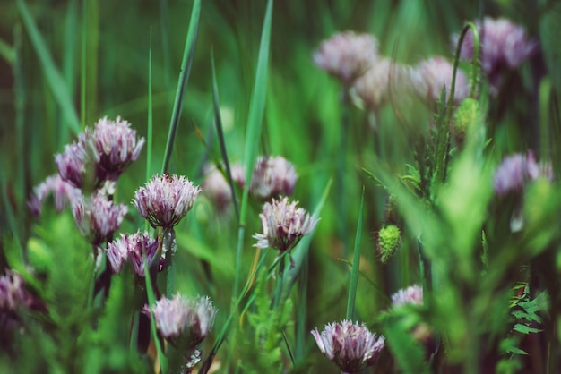 庭の花の自然な夏の背景に野生のニンニクの開花