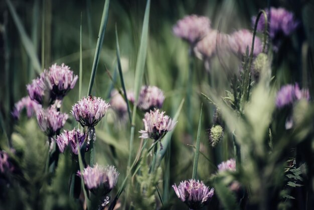 Blossoming of wild garlic