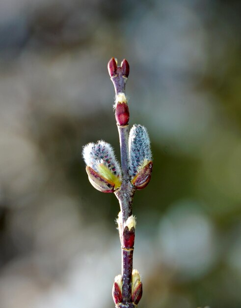 Blossoming willow branch in spring closeup