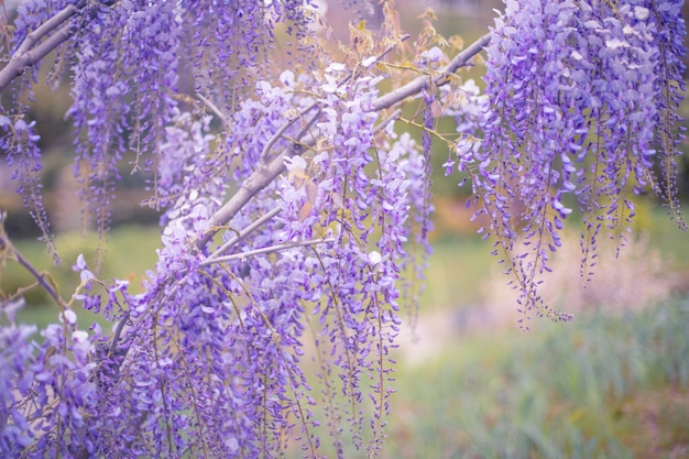 Blossoming wistaria branch in spring garden.