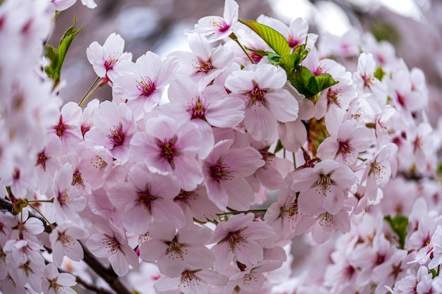 A Blossoming Wonder Sakura Trees in Full Bloom