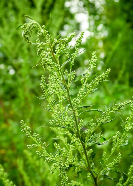 畑で育つ開花よもぎ。薬用植物の概念を収集する