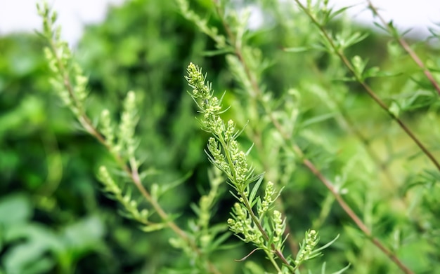 薬用植物の概念を収集するフィールドで育つ開花よもぎ