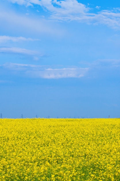 Blossoming yellow field of canola