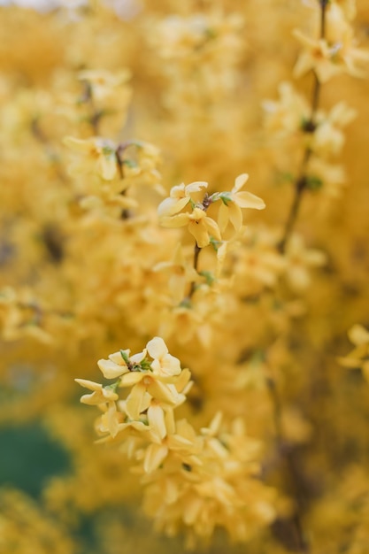 Blossoming yellow flowers of forsythia in the garden in the spring