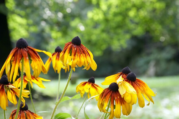 Blossoming yellow-orange echinacea flowers in summer city park