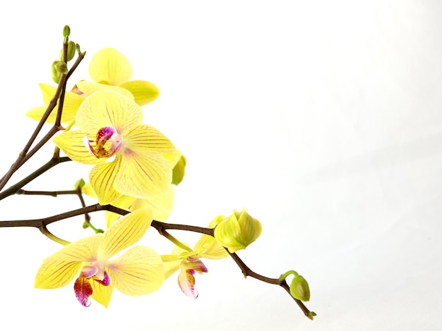 Blossoming yellow orchid isolated on white background