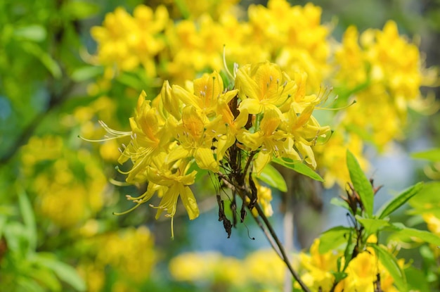 Цветение желтых рододендронов и азалий на естественном цветочном фоне сада
