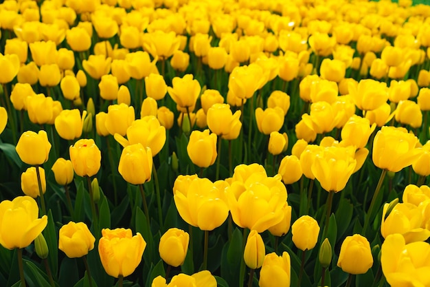 Blossoming yellow tulips field flowers for background