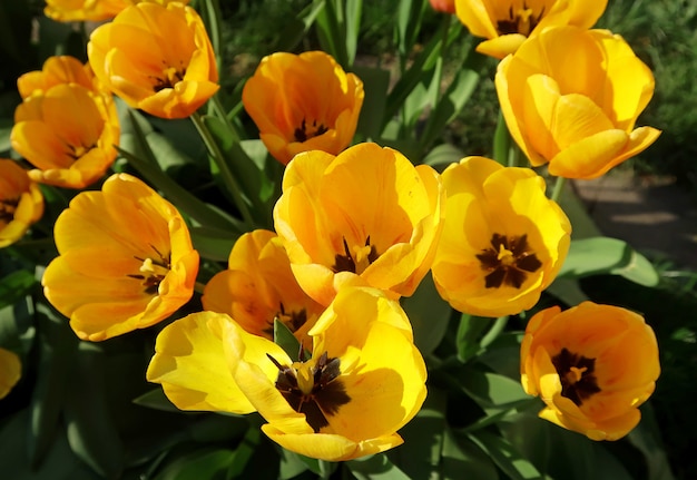 Blossoming yellow tulips