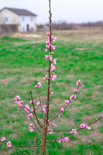 Blossoming young peach tree on a green field selective focus Spring gardens