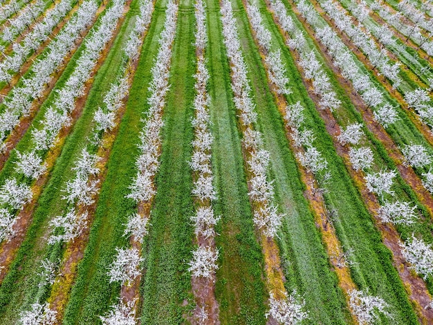 Photo blossoming young plum garden top view span of the drone over the plum blooming garden