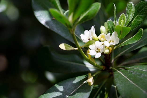 사진 관상용 식물 pittosporum tobira 작은 흰색 꽃의 꽃