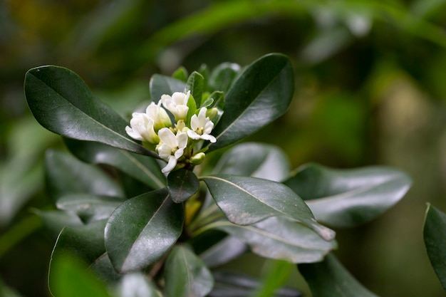 관상용 식물 PITTOSPORUM TOBIRA 작은 흰색 꽃의 꽃