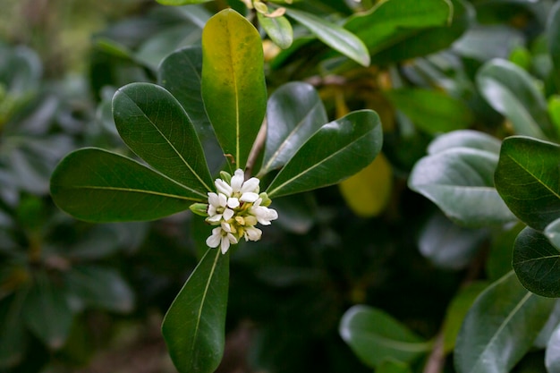 관상용 식물 PITTOSPORUM TOBIRA 작은 흰색 꽃의 꽃