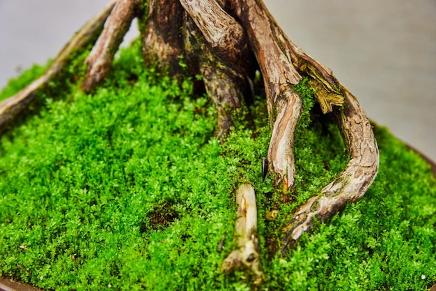 Blote knorrige wortels van een verdraaide bonsai in een bed van levendig mos met een witte tot grijze achtergrond