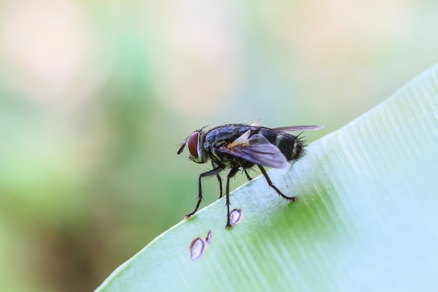 Blow fly, carrion fly, bluebottles, greenbottles, or cluster fly